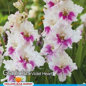 Könnte beinhalten: Nahaufnahme von Gladiolus Violet Heart-Blüten. Die Blüten sind weiß mit leuchtend violetten Zentren und Rändern. Der Text "Gladiolus Violet Heart" und ein Logo für Holland Bulb Market sind enthalten.