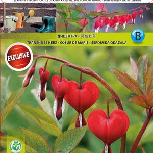 Pode incluir: Imagem da planta Dicentra Valentine com flores vermelhas em forma de coração e folhagem verde. A imagem inclui uma etiqueta com informações de cuidados com a planta e o logotipo Holland Bulb Market.