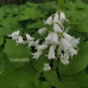 Könnte beinhalten: Nahaufnahme von weißen, glockenförmigen Blüten mit grünen Blättern. Die Blüten sind geclustert, einige in voller Blüte, andere noch in Knospen. Die Blätter sind ein leuchtendes Grün. Der Text lautet: ©Paul Steinört, JenniferMüller, (www.das-blumenliesel.de).