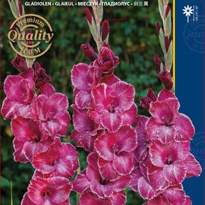GLADIOLEN : Gladiolenzwiebeln " Apricot Bubble Gum " Zwiebeln 12/14