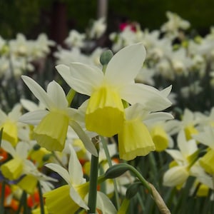 Könnte beinhalten: Nahaufnahme von weißen und gelben Narzissen in einem Garten. Die Blüten haben weiße Blütenblätter und leuchtend gelbe, trompetenförmige Zentren. Der Hintergrund ist mit weiteren Narzissen gefüllt, was einen weichen, verschwommenen Effekt erzeugt.