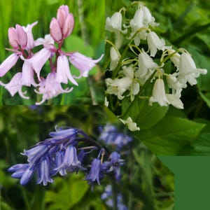 Peut inclure: Un collage de trois types de fleurs. En haut à gauche, des fleurs roses en forme de cloche. En haut à droite, des fleurs blanches en forme de cloche. En bas, des fleurs bleues en forme de cloche, sur fond vert.