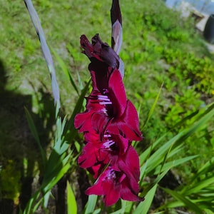 Könnte beinhalten: Nahaufnahme einer leuchtend burgunderfarbenen Gladiolenblüte in voller Blüte. Die Blume hat mehrere Blütenblätter und ist vor einem Hintergrund aus grünem Gras und Laub angeordnet. Der Stiel und die Blätter sind ein kontrastierendes Grün.
