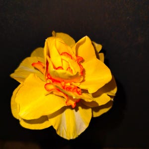 Könnte beinhalten: Nahaufnahme einer leuchtend gelben Blume mit orangefarbenen Akzenten und weißen Streifen auf den Blütenblättern. Die Blume ist vor einem dunklen Hintergrund platziert, der ihre leuchtenden Farben und komplizierten Details hervorhebt. Die Blütenblätter sind geschichtet und erzeugen ein volles, strukturiertes Aussehen.