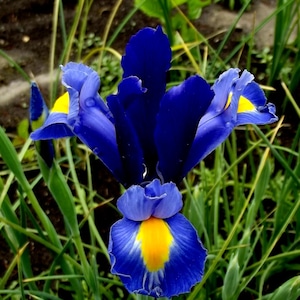 Könnte beinhalten: Nahaufnahme einer leuchtend blauen Irisblüte mit gelben Akzenten in der Mitte. Die Blüte ist von grünem Gras und Blättern umgeben, was eine natürliche und farbenfrohe Szene schafft. Die Blütenblätter sind detailliert und strukturiert.