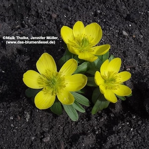 Könnte beinhalten: Nahaufnahme von drei leuchtend gelben Blüten mit grünen Zentren und Blütenblättern. Die Blumen sind von grünen Blättern und dunkler Erde umgeben. Der Text lautet: © Maik Thulke, Jennifer Müller, (www.das-blumenliesel.de).