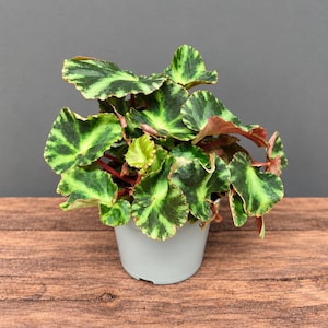 Op de afbeelding: Een begonia-plant in een pot met ronde, gegolfde bladeren met een bont patroon van donkergroen en limoengroen. Het blad heeft roodbruine onderkanten en stengels, alles in een eenvoudige, lichtgrijze plastic kweekpot.