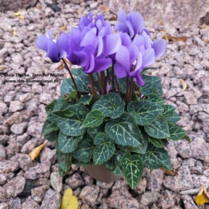 Può includere: Un ciclamino in vaso con vivaci fiori viola e foglie verde scuro con venature bianche. La pianta è in un vaso marrone e poggia su un letto di piccole pietre rossastre. L'immagine è ben illuminata, mostrando i dettagli della pianta.