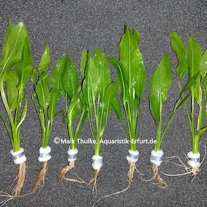 Peut inclure: Plusieurs plantes aquatiques aux feuilles vert vif et aux racines apparentes. Chaque plante est maintenue en place par un anneau blanc et gris. Les plantes sont présentées sur une surface gris foncé, soulignant leur aspect frais et naturel. Idéal pour les aquariums.