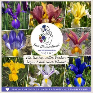 Iris hollandica Holländische Iris " verschiedene Sorten "