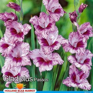 Könnte beinhalten: Nahaufnahme von Gladiolus Passos-Blüten. Die Blüten sind eine lebendige Mischung aus Weiß und tiefem Lila mit einem gesprenkelten Muster. Das Bild zeigt auch grüne Blätter und das Holland Bulb Market-Logo.