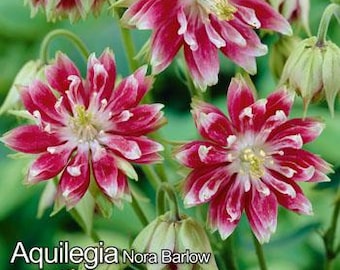 Akelei Samen Aquilegia – verschiedene Formen als Rhizom - Bienenfreundliche Blumen – Mehrjährige Staude – Blumensamen Garten – Winterhart