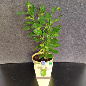 Citrus hystrix Kaffir Lime Spice Lime 1 pot with several plants