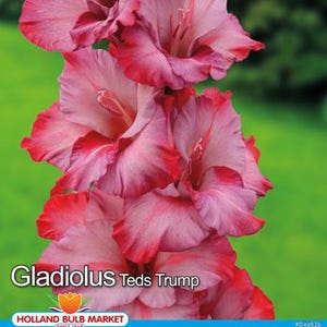 GLADIOLEN : Gladiolenzwiebeln " Teds Trump " Zwiebeln 10/12