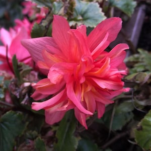 Peut inclure: Gros plan sur une fleur rose vif avec des pétales superposés et un cœur jaune. La fleur est entourée de feuilles vertes, créant une composition naturelle et colorée. L'image met en valeur les détails complexes de la structure de la fleur.