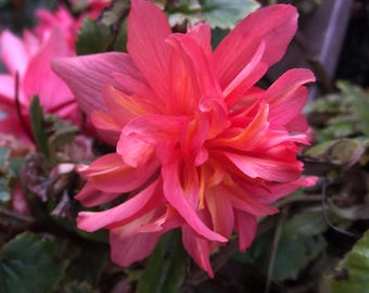 Begonia pendula Pink - Różowa begonia zwisająca Bulwa/kłącze