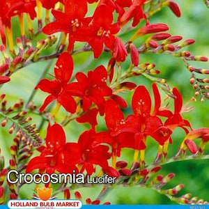 Crocosmia - Montbretien " Lucifer "  Zwiebeln 6/+