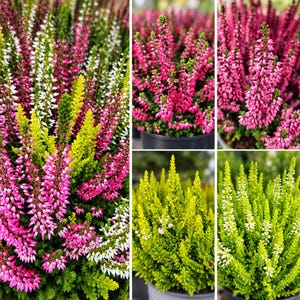 Può includere: Una collezione di piante di erica Calluna vulgaris in vasi di plastica nera. Le piante presentano fitte spighe di piccoli fiori a forma di campana in vivaci tonalità magenta, rosa e bianco, in contrasto con il fogliame verde lime.