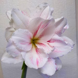 Amaryllis Hippeastrum Ritterstern &quot;Nymph&quot;