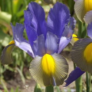 Könnte beinhalten: Nahaufnahme einer Irisblüte mit tiefvioletten Blütenblättern und einem leuchtend gelben Zentrum. Die Blütenblätter weisen feine Adern auf, und die Blüte steht vor einem verschwommenen grünen Hintergrund, der die natürliche Schönheit der Blüte hervorhebt.