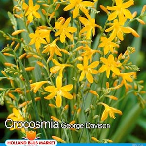 Könnte beinhalten: Nahaufnahme von Crocosmia George Davison-Blüten mit leuchtend gelben Blüten und grünen Stängeln. Das Bild enthält den Namen der Blume und das Logo von Holland Bulb Market. Die Blumen sind in voller Blüte.