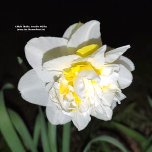 Könnte beinhalten: Nahaufnahme einer weißen und gelben Narzissenblüte. Die Blüte hat mehrere Schichten weißer Blütenblätter, die ein leuchtend gelbes Zentrum umgeben. Das Bild enthält den Text "© Maik Thulke, Jennifer Müller, (www.das-blumenliesel.de)".