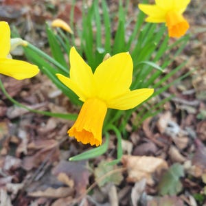Könnte beinhalten: Nahaufnahme einer leuchtend gelben Narzissenblüte mit einer orangefarbenen Trompete. Die Blüte hat sechs Blütenblätter und ist von grünen Blättern und braunem Laub umgeben. Das Bild zeigt die leuchtenden Farben der Blume vor einem natürlichen Hintergrund und erinnert an den Frühling.