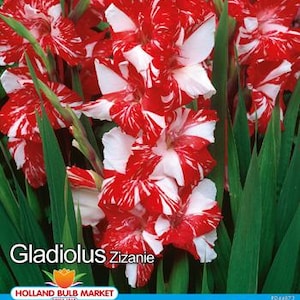 Könnte beinhalten: Nahaufnahme von Gladiolus Zizanie-Blüten mit rot-weiß gestreiften Blütenblättern. Die Blumen sind von grünen Blättern umgeben. Der Text "Gladiolus Zizanie" und "Holland Bulb Market" ist enthalten.