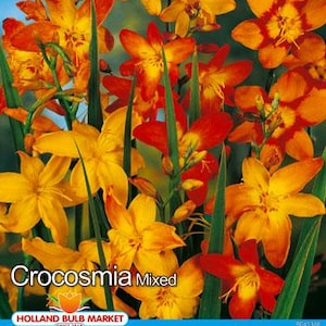 Könnte beinhalten: Ein lebendiges Bild von Crocosmia Mixed-Blüten in Gelb-, Orange- und Rottönen, mit grünen Stielen und Blättern. Die Blüten sind voll erblüht und zeigen ihre sternförmigen Blütenblätter. Der Text "Crocosmia Mixed" ist zu sehen.