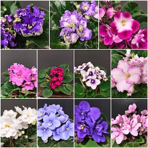Op de afbeelding: Een collage van twaalf Afrikaanse viooltjes met diverse bloemkleuren waaronder donkerpaars met gegolfde randen, magenta, lichtroze, wit en lavendel, allemaal met donkergroene, afgeronde, donzige bladeren en heldergele bloemharten.