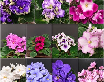 Violette africane – varie opzioni disponibili – come piante radicate o talee di foglie – Violetta africana Saintpaulia CON o CON fiore