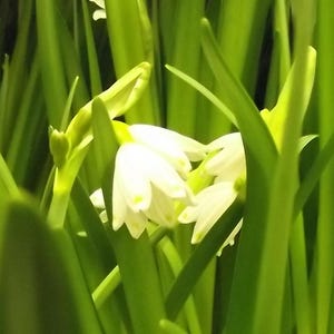 Könnte beinhalten: Nahaufnahme von weißen, glockenförmigen Blüten mit gelben Akzenten, umgeben von leuchtend grünen Blättern. Das Bild zeigt die zarten Details der Blüten und des üppigen Blattwerks und erzeugt eine natürliche Ästhetik. Die Blumen sind in voller Blüte.