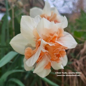 Könnte beinhalten: Nahaufnahme einer gefüllten Narzissenblüte mit weißen Blütenblättern und einem gewellten, pfirsichfarbenen Zentrum. Die Blüte steht in voller Blüte und zeigt ihre geschichteten Blütenblätter und komplizierten Details. Der Hintergrund ist verschwommen grün.