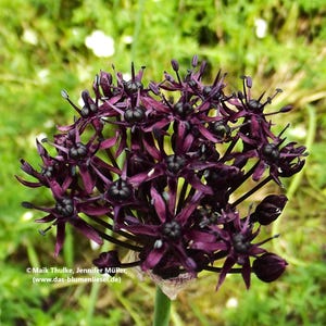 Könnte beinhalten: Nahaufnahme einer dunkelvioletten Allium-Blüte mit sternförmigen Blüten und dunklen Zentren. Die Blüte steht in voller Blüte, mit einem grünen Stiel und einem verschwommenen grünen Hintergrund. Das Bild ist gut beleuchtet.