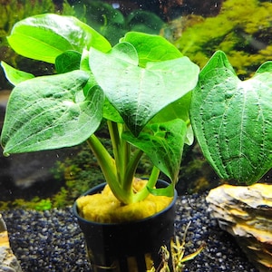 May include: A vibrant green aquatic plant with heart-shaped leaves. The plant is potted in a black container with yellow substrate, set against a backdrop of an aquarium with rocks and dark gravel.
