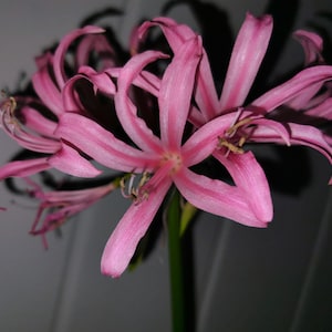 Könnte beinhalten: Nahaufnahme einer rosa Blume mit langen, gebogenen Blütenblättern, die von einem zentralen Punkt ausgehen. Die Blume hat eine sternartige Form mit einem grünen Stiel. Die Blütenblätter haben einen helleren rosa Streifen in der Mitte.