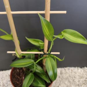 Vanilla planifolia Variegata | Variegated Vanilla Orchid | Rare Collector's Plant | Variegated Vanilla Orchid | Exotic Climbing Plant