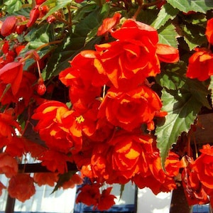 Könnte beinhalten: Nahaufnahme von leuchtend roten Begonienblüten mit gelben Zentren und grünen Blättern. Die Blüten stehen in voller Blüte, mit mehreren Schichten von Blütenblättern. Das Bild ist gut beleuchtet und zeigt die leuchtenden Farben und Texturen der Blüten.