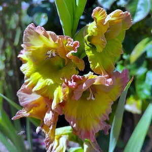 Könnte beinhalten: Nahaufnahme von Gladiolenblüten. Die Blüten zeigen einen Farbverlauf von Gelb zu Grün, mit rosa gefärbten Rändern. Die Blütenblätter sind gerüscht und vor einem Hintergrund aus grünem Laub angeordnet.