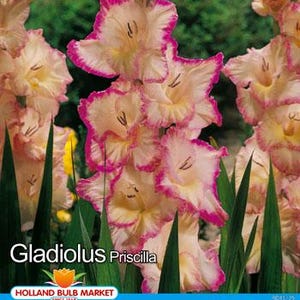 Könnte beinhalten: Eine weiße Keramik-Tasse mit schwarzem Henkel und dem Text "But First, Coffee" in fetter, schwarzer Schrift. Die Tasse ist mit einer dunklen Flüssigkeit, wahrscheinlich Kaffee, gefüllt und steht auf einer hellen Oberfläche.