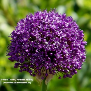 Könnte beinhalten: Nahaufnahme eines leuchtend violetten Allium-Blütenkopfes. Die kugelförmige Blüte besteht aus zahlreichen winzigen Blüten, die ein dichtes, strukturiertes Aussehen erzeugen. Die Blüte sitzt auf einem grünen Stiel, mit einem verschwommenen grünen Hintergrund.