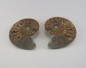 Ammonite Pair Medium, Polished and Cut in Two