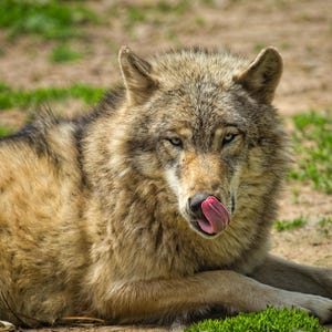 May include: A close-up of a wolf lying down, with its tongue out. The wolf has a mix of tan, brown, and gray fur. The background is a mix of dirt and green grass.