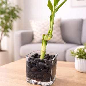 Stones for Bamboo Plant - Etsy