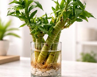 幸運の蓮の竹の挿し木 | 風水で幸運をもたらす室内水生植物