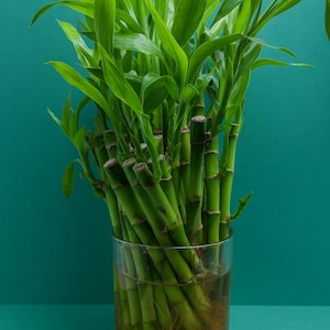 Lucky bamboo - Etsy Schweiz