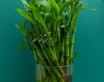 Los tallos de bambú vivos traen fortuna y armonía.