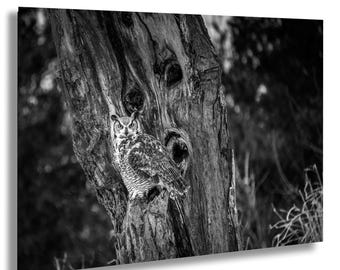 Impresión fotográfica de búho cornudo, arte de vida silvestre en blanco y negro