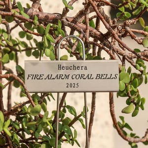 May include: A plant with small green leaves and brown stems is shown in close-up. A metal plant tag reads "Heuchera FIRE ALARM CORAL BELLS 2025". The plant is in a pot, with a blurred background.