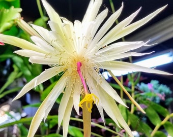 Night-Blooming Cereus Cactus - Live Plant/Cuttings